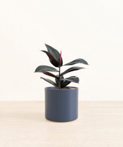 Rubber Tree - Medium Era