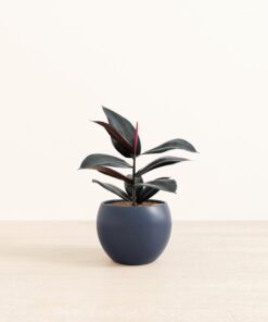 Rubber Tree - Medium Monet