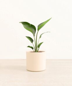 Bird of Paradise - Medium Era