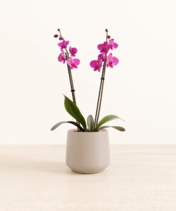 Dark Pink Orchid - Medium Amber