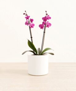 Dark Pink Orchid - Medium Era