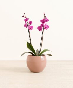 Dark Pink Orchid - Medium Monet
