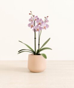 Light Pink Orchid - Medium Amber