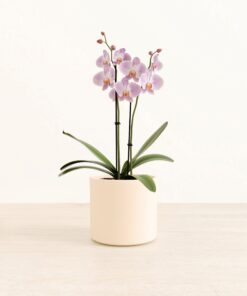 Light Pink Orchid - Medium Era