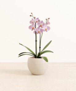 Light Pink Orchid - Medium Monet