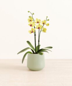 Yellow Orchid - Medium Amber