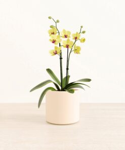 Yellow Orchid - Medium Era