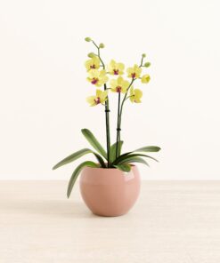 Yellow Orchid - Medium Monet