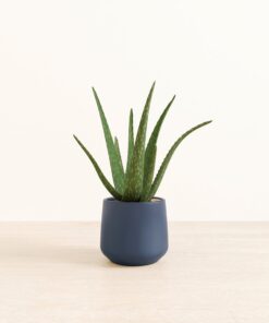 Aloe Vera - Medium Amber