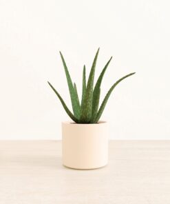 Aloe Vera - Medium