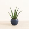 Aloe Vera - Medium Monet
