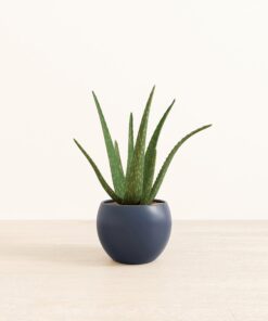 Aloe Vera - Medium Monet