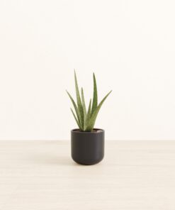 Aloe Vera - Small Small Yoko