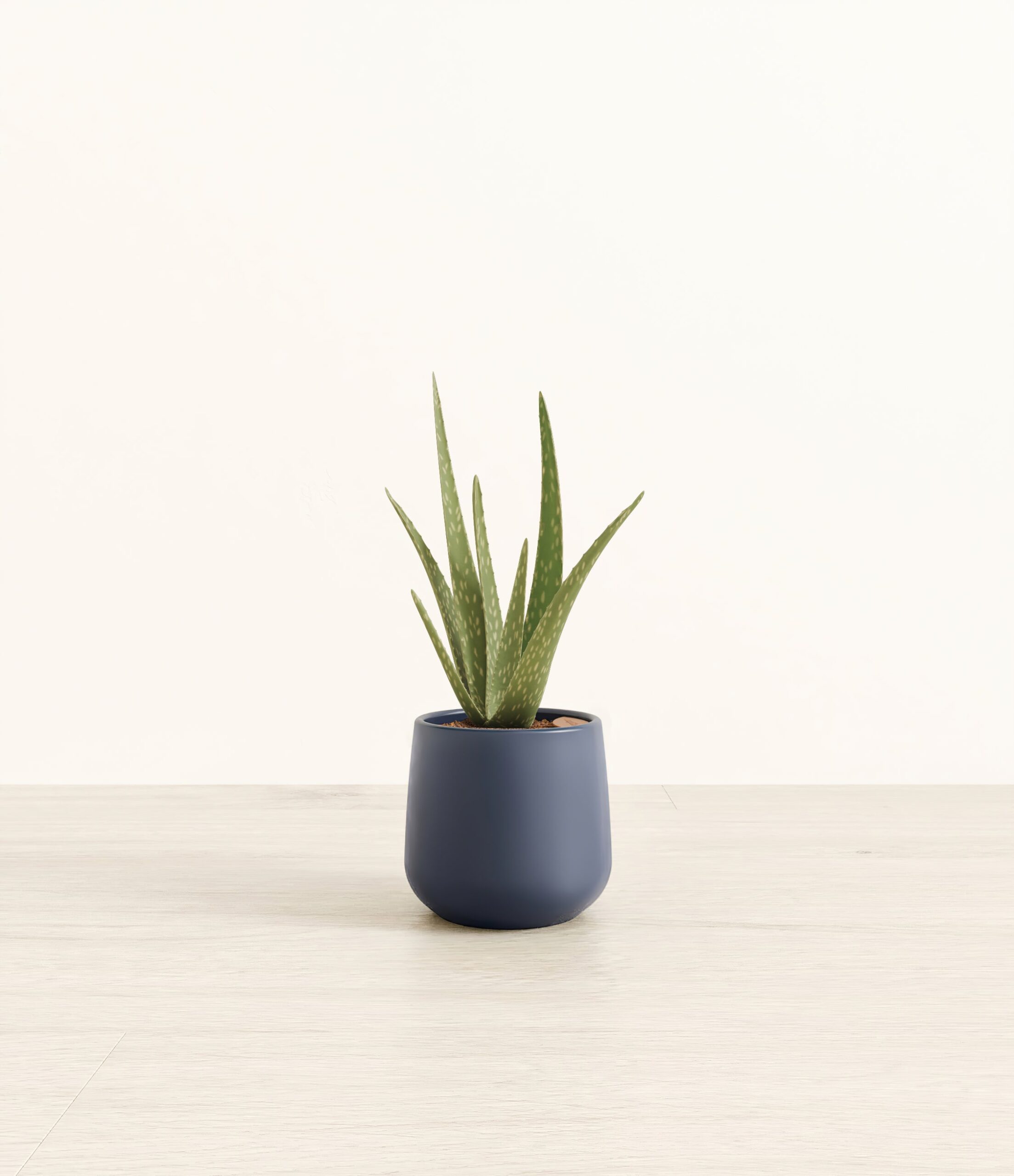 289-S-ALVASP-BLU31M.jpg