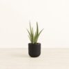 Aloe Vera - Small Small Yoko