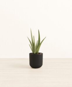 Aloe Vera - Small Small Yoko
