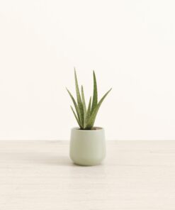 Aloe Vera - Small Amber