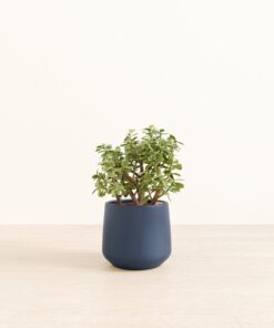 Elephant Bush - Medium Amber