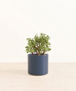 Elephant Bush - Medium Era