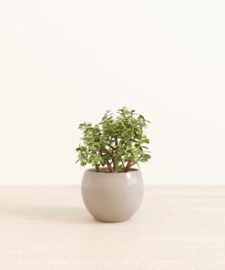 Elephant Bush - Medium Monet