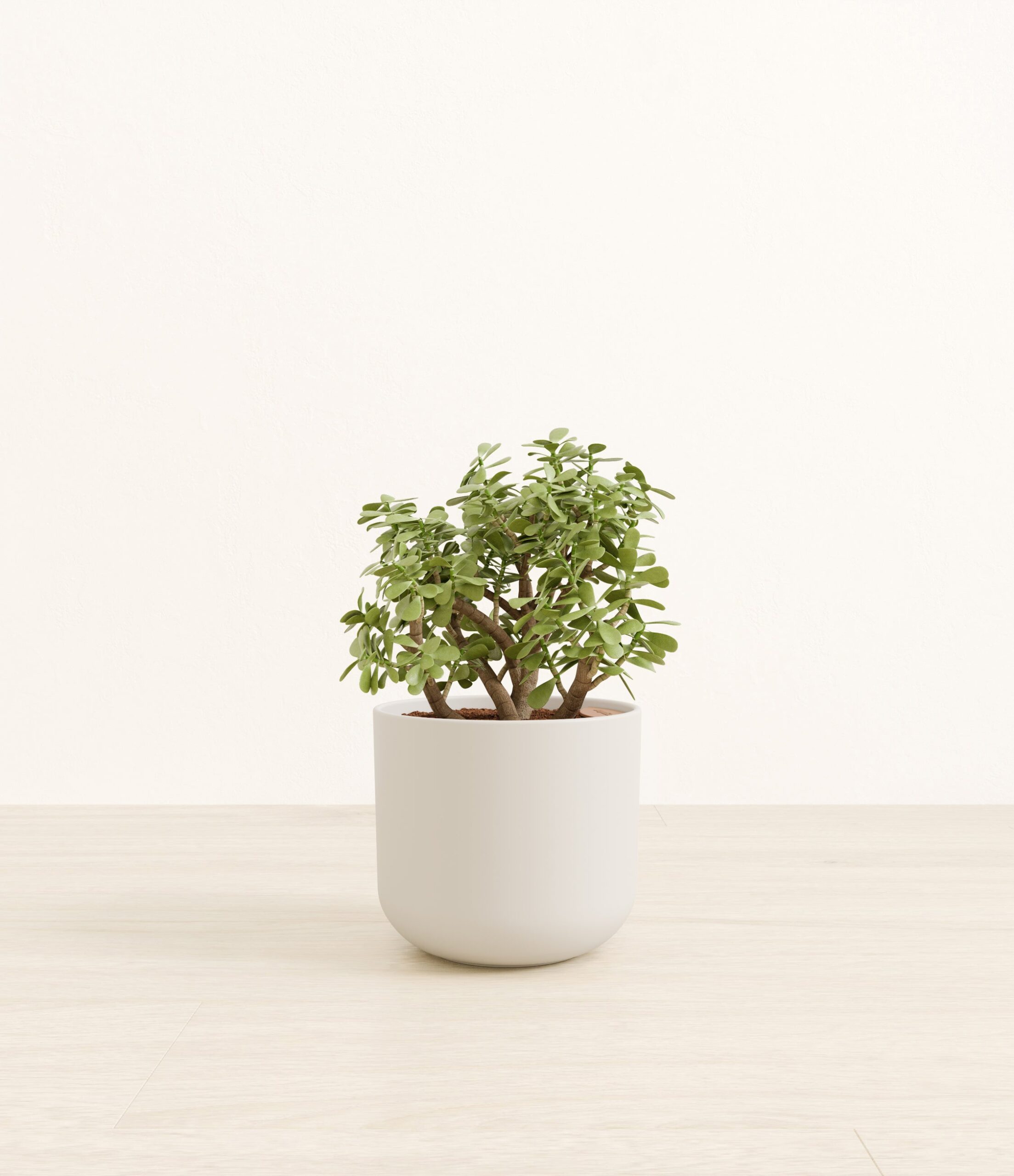 290-M-ELPDDR_studio_natural_bamboo.jpg