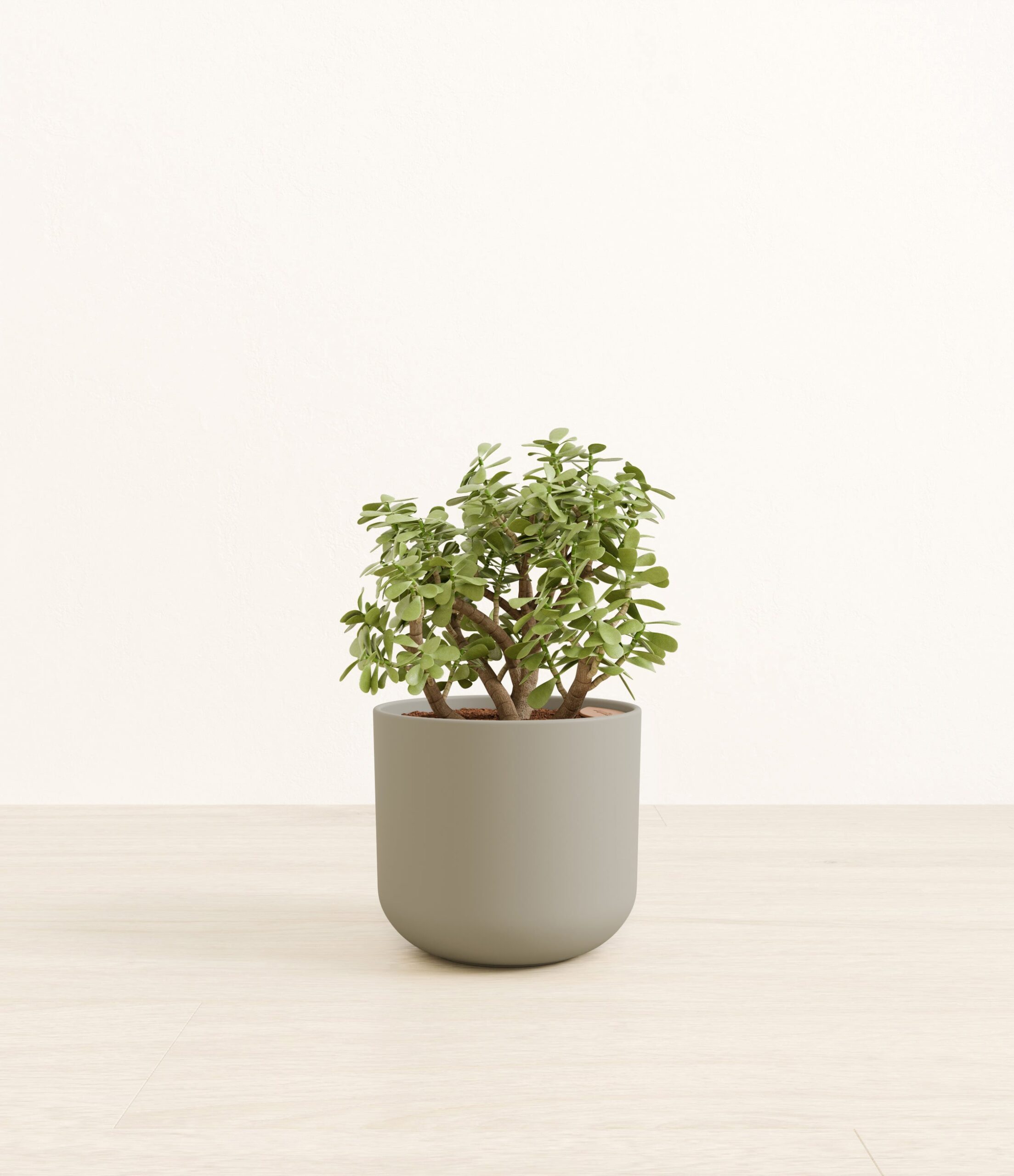 290-M-ELPDDR_studio_sage_green.jpg