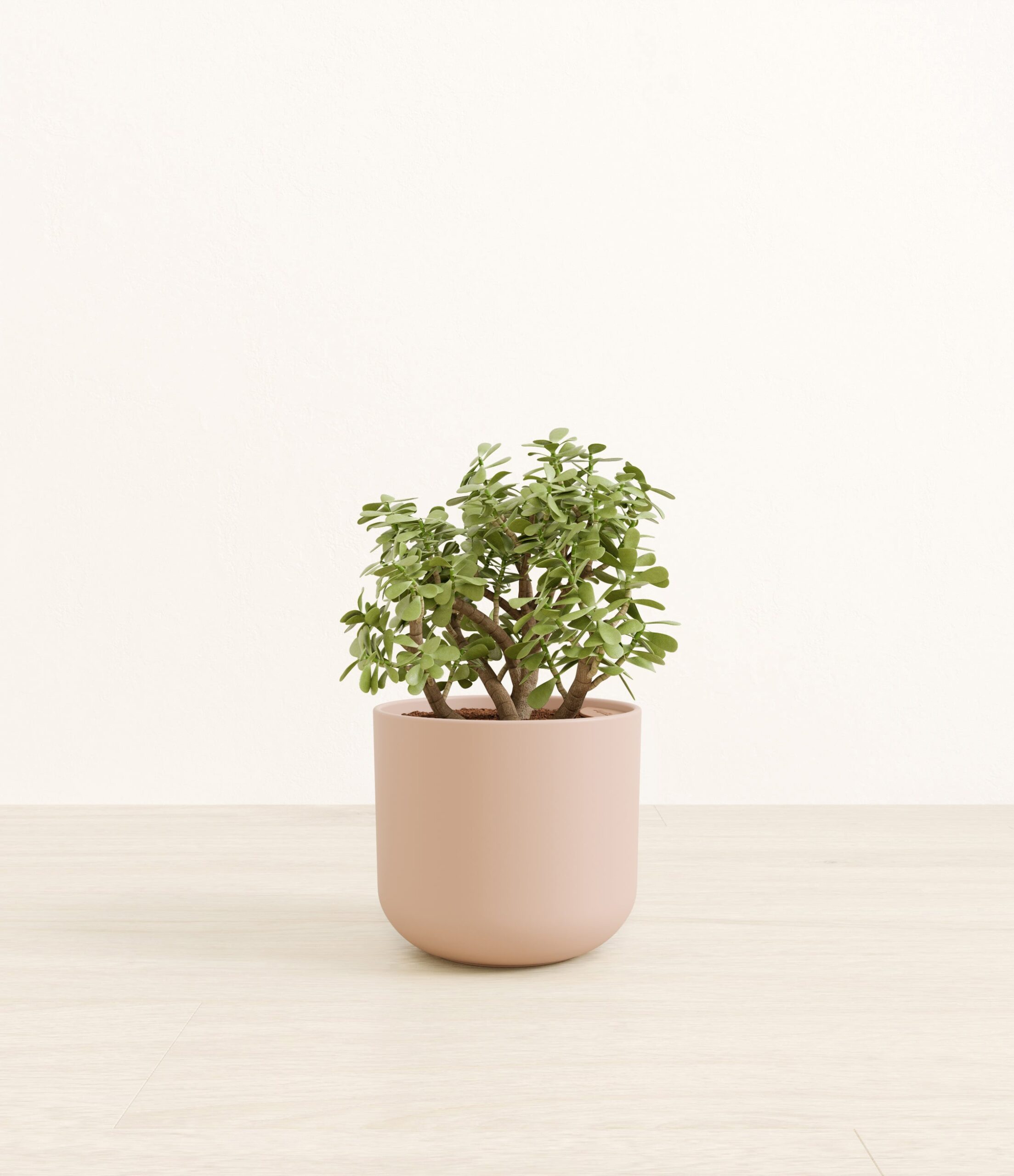 290-M-ELPDDR_studio_sandy_pink.jpg