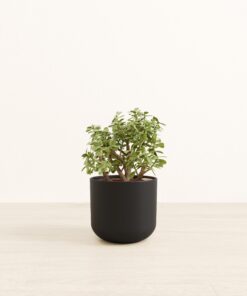Elephant Bush - Medium Era