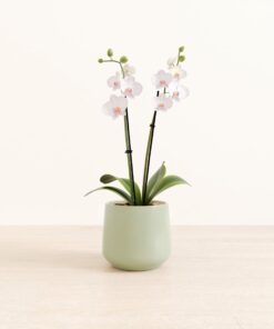 Striped White Orchid - Medium Amber