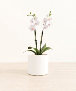 Striped White Orchid - Medium Era