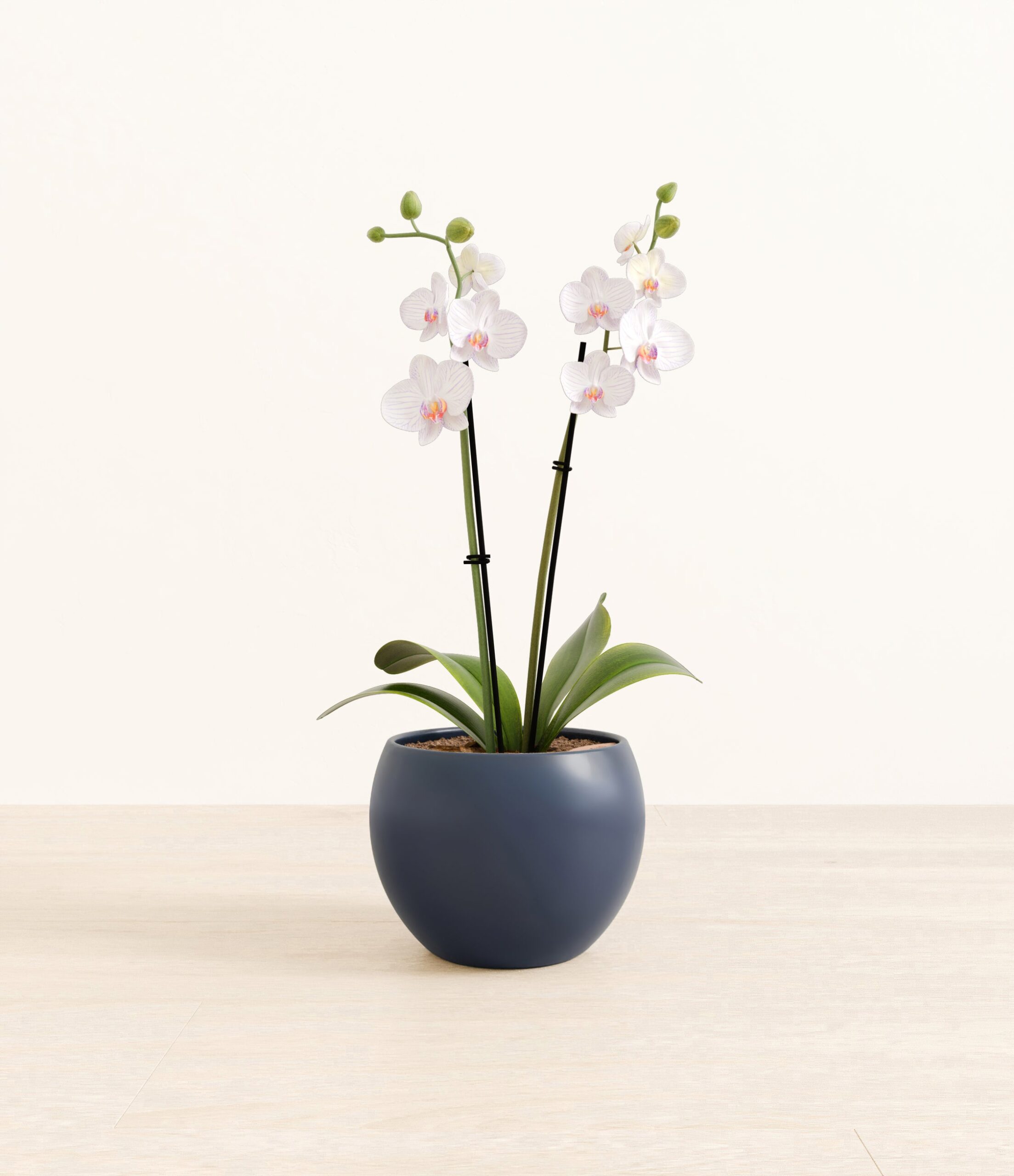 291-M-PHLCJW-MM-BLU31M.jpg