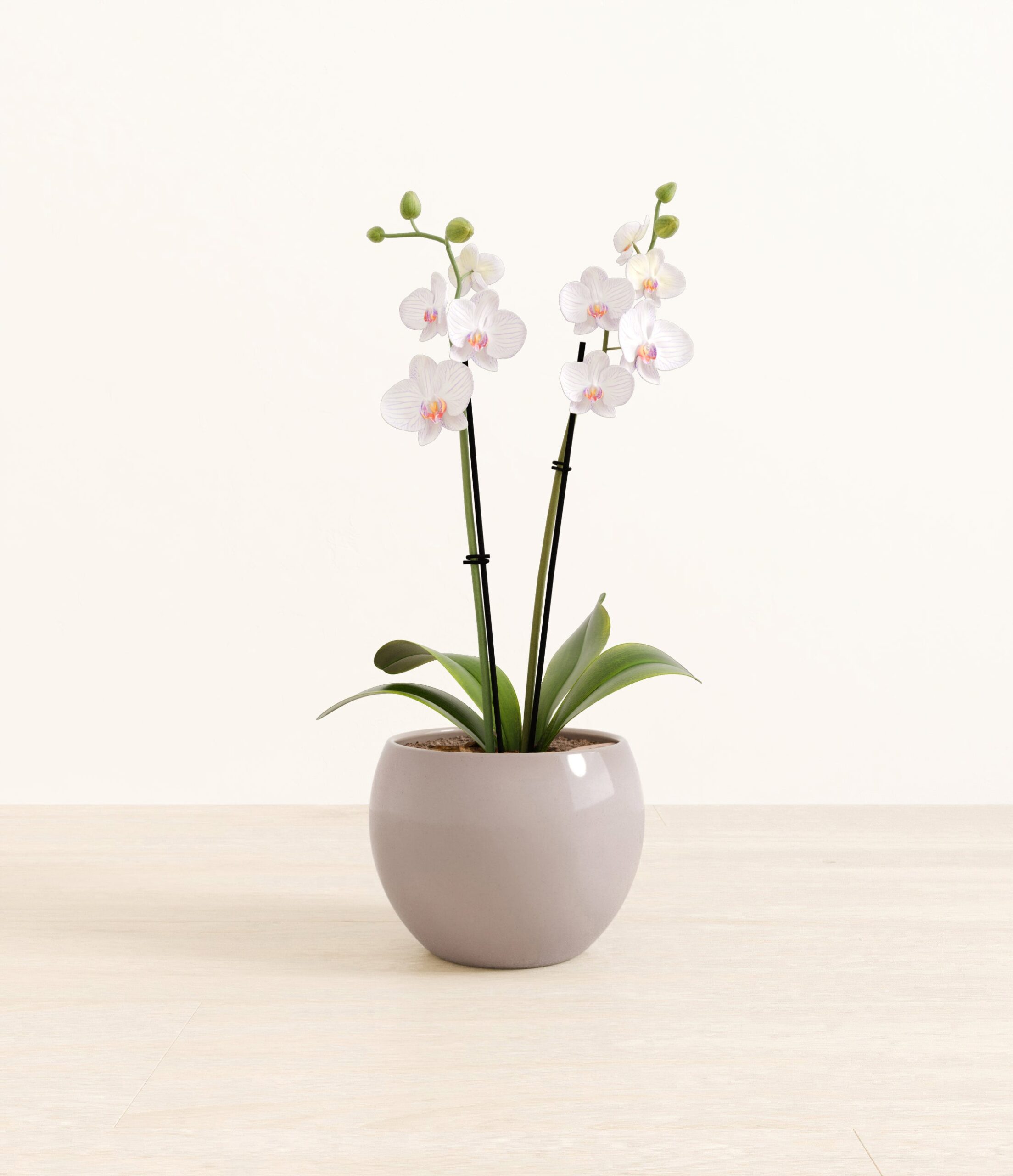 291-M-PHLCJW-MM-GRY39G.jpg