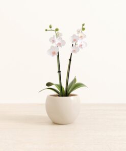 Striped White Orchid - Medium Monet