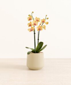 Striped Yellow Orchid - Medium Amber