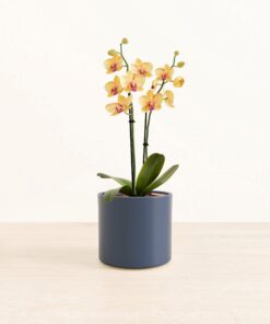 Striped Yellow Orchid - Medium Era