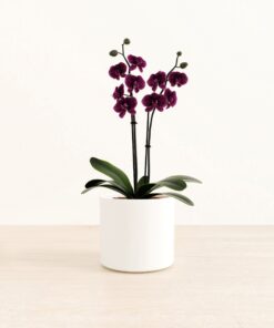 Dark Purple Orchid - Medium Era