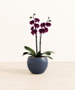 Dark Purple Orchid - Medium Monet