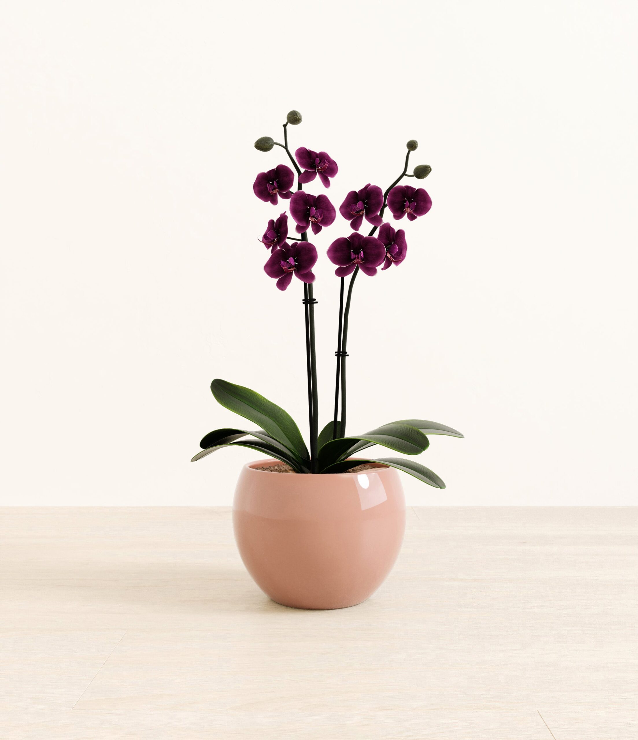 294-M-PHLDPR-MM-PNK32G.jpg