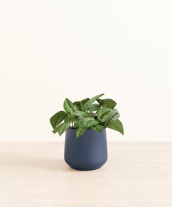 Silver Pothos - Medium Amber