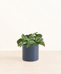 Silver Pothos - Medium Era