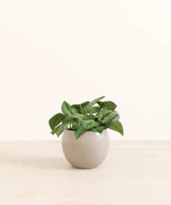 Silver Pothos - Medium Monet