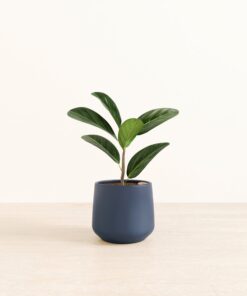 Ficus Audrey - Medium Amber