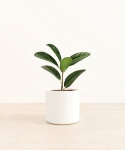 Ficus Audrey - Medium Era