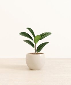 Ficus Audrey - Medium Monet