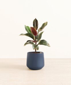 Ficus Tineke - Medium Amber