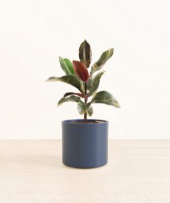 Ficus Tineke - Medium Era