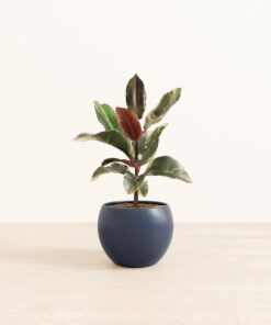 Ficus Tineke - Medium Monet