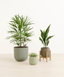 The Evergreen Calm Set