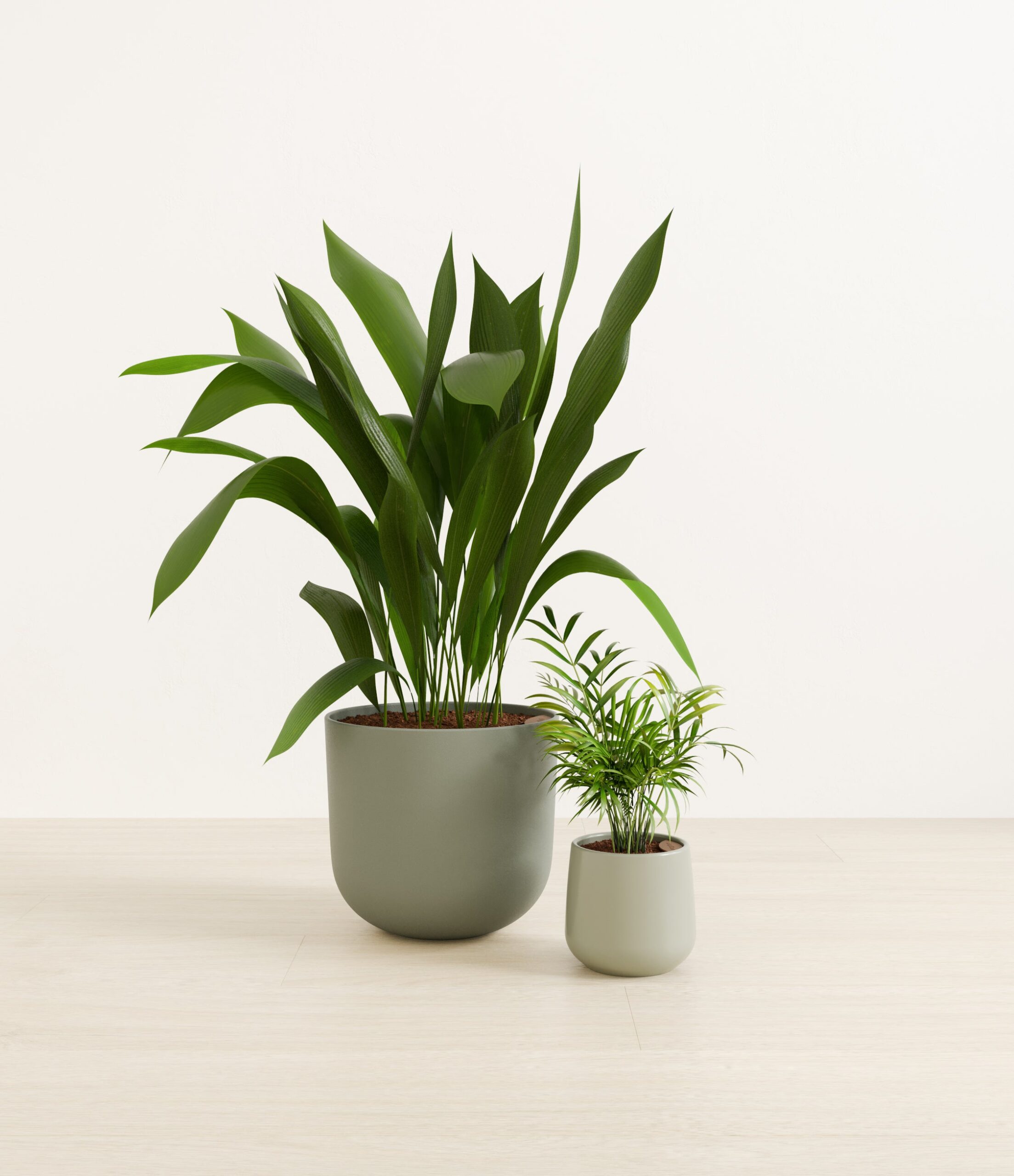 2_low_light_pet_friendly_studio_aloe_vera.jpg