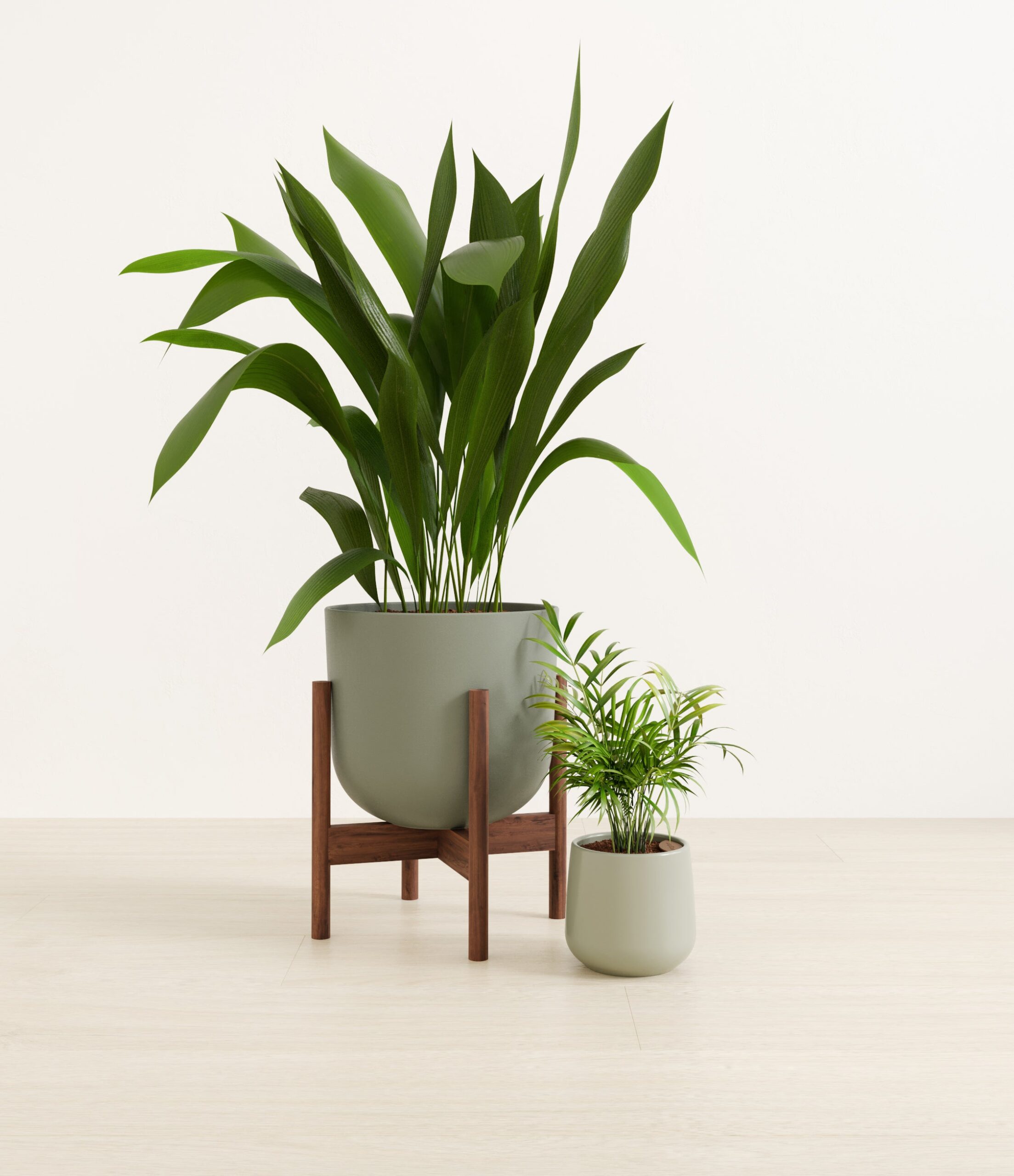 2_low_light_pet_friendly_studio_aloe_vera_stand.jpg